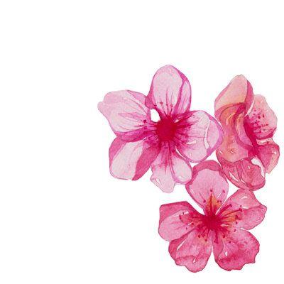 Velvet Caress of Blooming Delights