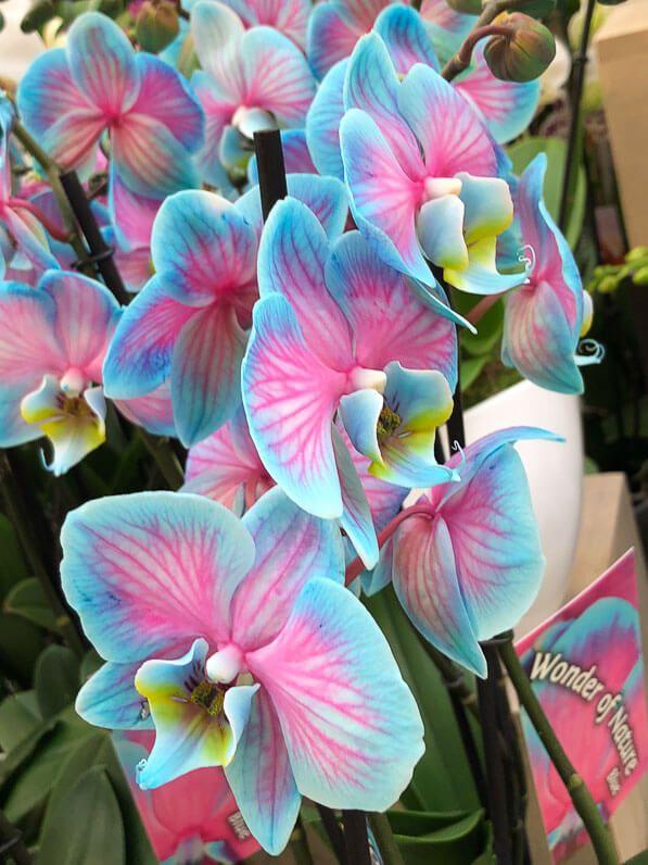 Mystical Dawn in Floral Majesty