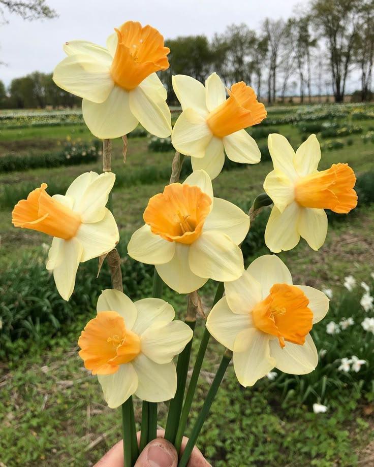 Eternal Embrace of Vibrant Blossoms